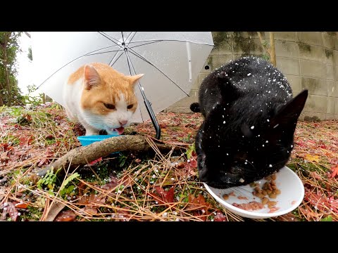 朝食を食べ損なった猫達が雪に構わずご飯をガツガツと頬張る(YouTube)