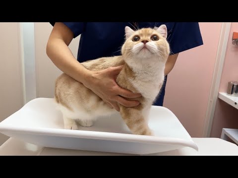 子猫に発情期が来てしまったので急遽病院に搬送しました。(YouTube)