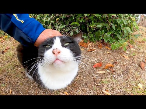 撫でると大音量のゴロゴロ音で喜ぶ野良猫(YouTube)