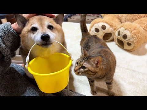 大掃除に猫の手も借りたいと思ってたら柴犬パパがまさかの登場(笑)(YouTube)