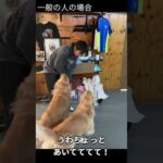街角で大型犬と会った時の触り方(YouTube)