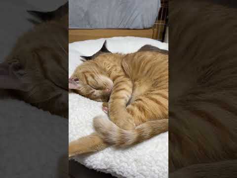 お布団の上で背中を合わせていればもう寒くない！　#shorts(YouTube)