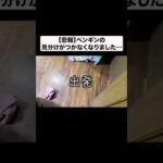 ペンギンの見分けがつかなくなってしまいました#shorts(YouTube)