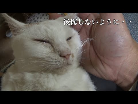 腎臓の病気と闘い続けた猫が急変(YouTube)
