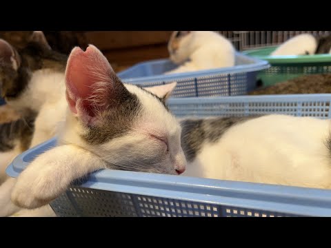 🌴🐈🐐おんぶLive(YouTube)