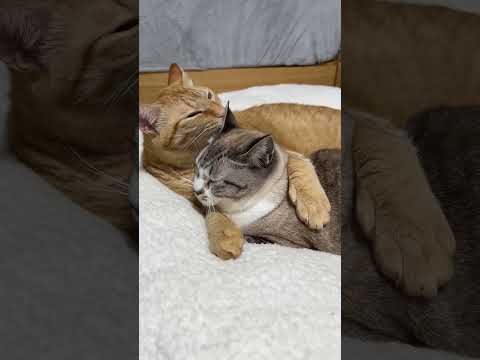 保護された当初から仲がとても良い猫たちに癒されます　#shorts(YouTube)