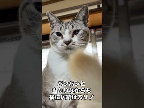 お兄ちゃん猫の尻尾がバシバシ当たっても…笑　#shorts(YouTube)