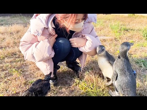 カラスのささみ、歩いてお家まで帰れるようになりました(YouTube)