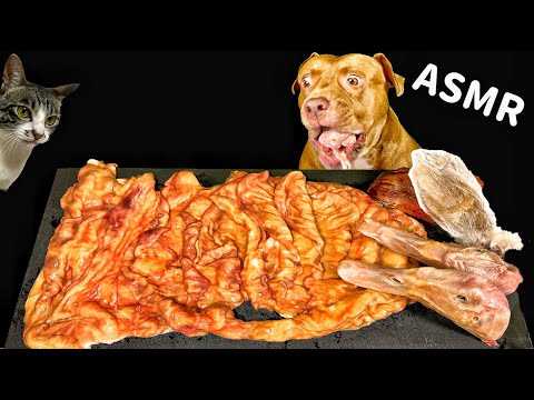 猫が乱入しても真剣に食事を続ける犬【閲覧注意ASMR】(YouTube)