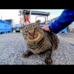 漁港で出会った野良猫、逃げるのかと思ったら意外にも人懐っこい猫たちだった(YouTube)