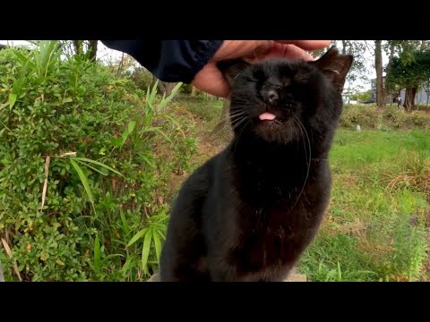 舌を戻し忘れたクロネコ(YouTube)