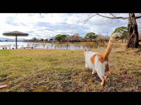 顔を見ると何時もの東屋に走って行く公園の猫がかわい過ぎる(YouTube)