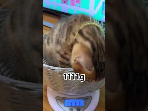 赤ちゃん猫の体重測定🐈 #shorts(YouTube)