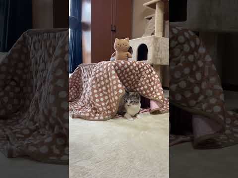 こたつからみんなを観察する猫が可愛い…！　#shorts(YouTube)