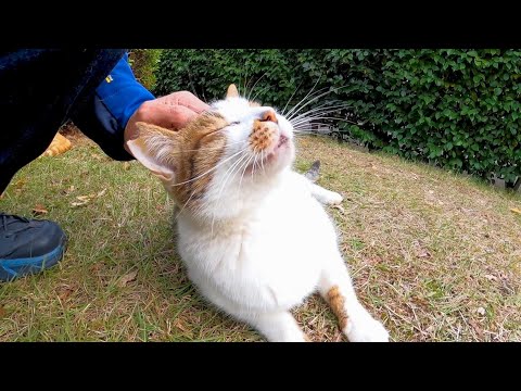 公園にいた茶トラ猫を撫でるとキジシロ猫ちゃんも撫でられにやって来た(YouTube)