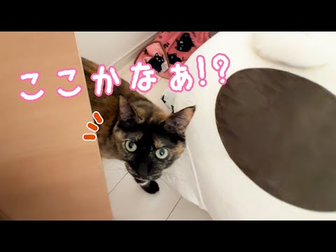 かくれんぼでママを探す姿が可愛すぎるサビ猫モモちゃん(YouTube)