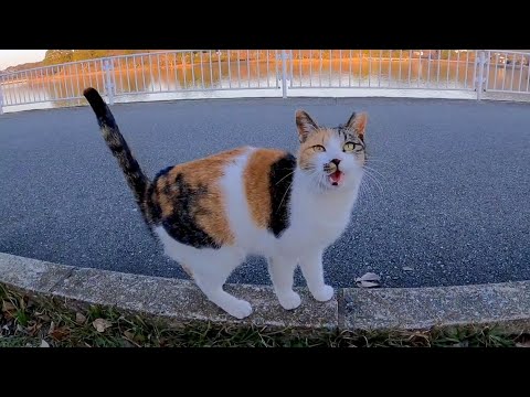 池の側のベンチに座ると三毛猫がやって来た(YouTube)