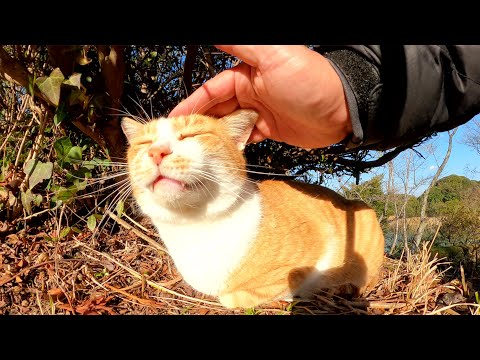 香箱座りをする茶シロ猫をモフっていたら足にスリ寄ってきた(YouTube)