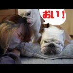 兄犬とママで仲良く添い寝していたら嫉妬になられた妹犬ガチギレたWWW!(YouTube)
