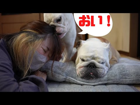 兄犬とママで仲良く添い寝していたら嫉妬になられた妹犬ガチギレたWWW!(YouTube)
