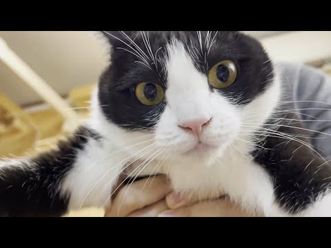 たまに鼻を拭かないとエライことになる猫(YouTube)