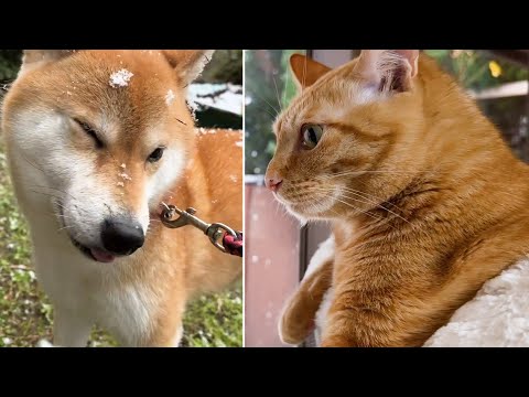 【初雪】喜ぶ柴犬とお家の中の猫たちは…(YouTube)