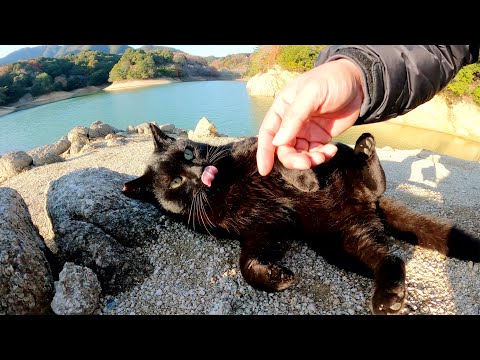 丸っこい黒猫がダムのほとりでコロンコロンと寝転がる(YouTube)
