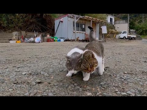 仲良し猫(YouTube)