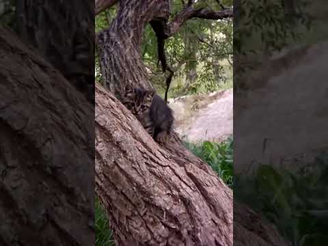 木登りしていた子猫を撮っていたら母猫が飛んできて。。(YouTube)