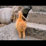 防波堤にいた野良猫がモフられに駆け寄ってきた(YouTube)