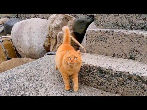 防波堤にいた野良猫がモフられに駆け寄ってきた(YouTube)