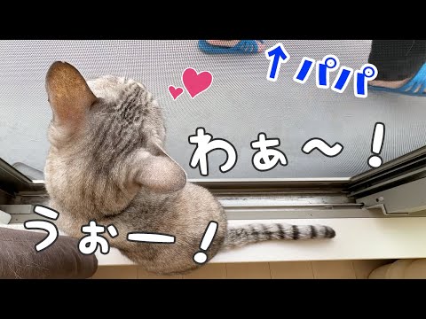 洗濯物を干すパパを見て大喜びして鳴きまくる猫！(YouTube)
