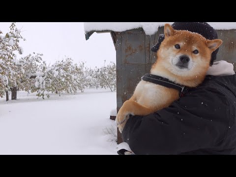 柴犬ハチ大雪すぎてまさかの事態に。(YouTube)