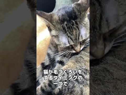 猫が毛づくろいするときは○○なときかも…　#shorts(YouTube)