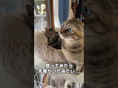 お気に入りの寝床で寝ようとしたら先客がいて気まずそうな猫　#shorts(YouTube)