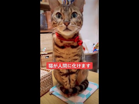 猫が人間に化けます🐈 #shorts(YouTube)