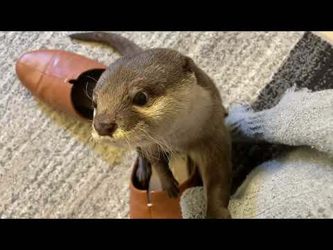 上に登れないカワウソがムキになって可愛い otter that can’t climb up is pissed off and cute.(YouTube)
