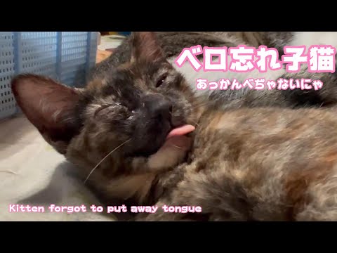 子猫が舌をしまい忘れました笑 Kitten forgot to put away tongue(YouTube)