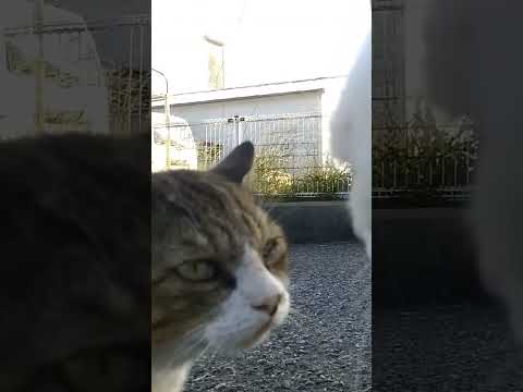 ハンバーグネコ HamburgCat(YouTube)