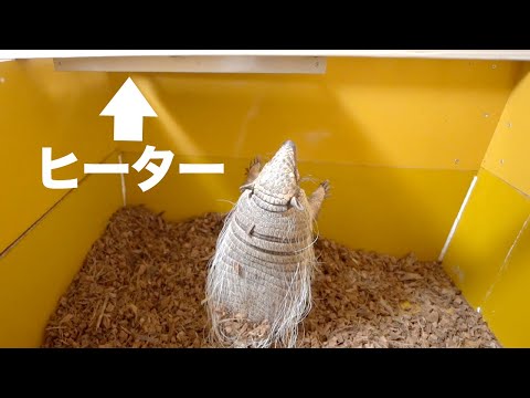 ヒーターをつけてもらえたアルマジロの反応がかわいいw(YouTube)
