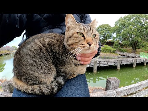 甘えん坊のキジトラ猫をひざに乗せたら、肩にまで登ろうとしてきた(YouTube)