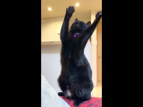 チャチャチャ🥁🐈 #shorts(YouTube)