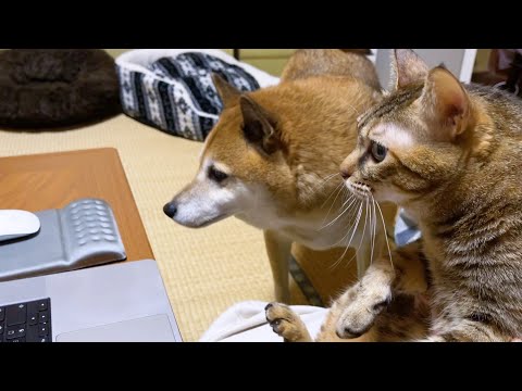 予定より帰る日が遅くなったので犬猫とリモートでお話をしました(YouTube)