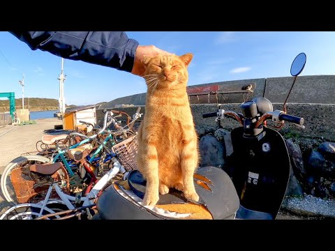 港近くで出会った茶トラ猫の頭を撫でると喜んで足踏みしだしてカワイイ(YouTube)