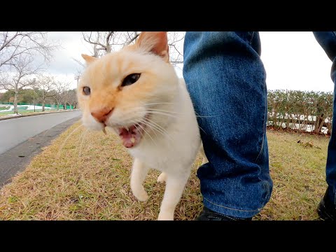 雪が止むと、薄茶シロ猫が可愛い声で「寒かったニャー」と訴えてきた(YouTube)