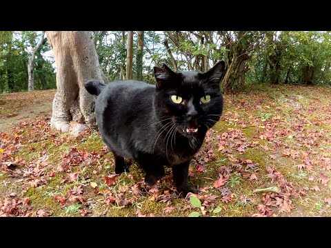 丸々と太った黒猫ちゃんが低い鳴き声でモフりを要求してきた(YouTube)
