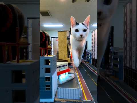 ビルの間を歩いてくる子猫(YouTube)