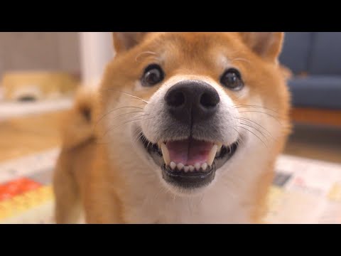 犬語で飼い主と言い争う兄柴！それを見て妹柴が愛溢れる行動に。(YouTube)