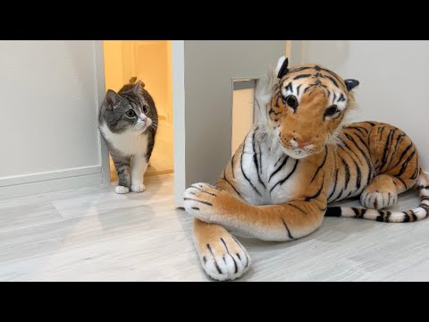 自分の部屋に虎がいたときの猫のリアクションが100点すぎましたw(YouTube)