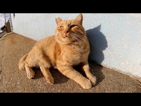 海沿いの道でくつろいでいた茶トラ猫をモフるとウットリとした顔になった(YouTube)